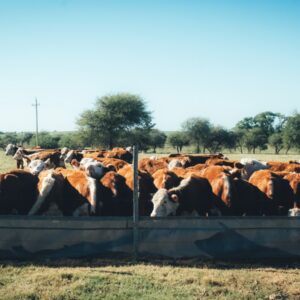 Comedero para Ganado