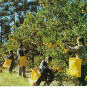 Bolsos para Recolección de Frutas Flexibles